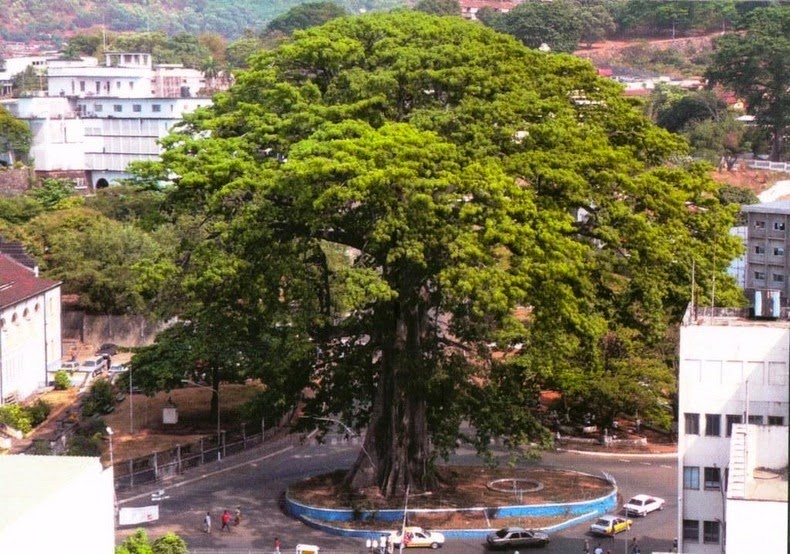 Most Popular Trees in the World
